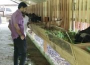 Mualem Tinjau Peternakan Kambing di Aceh Besar, Dorong Ekonomi Rakyat