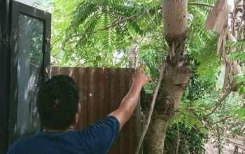 Angin Kencang Tumbangkan Pohon di Indrapuri, Sempat Mengenai Sudut Rumah Warga